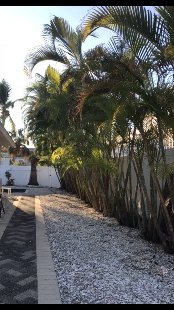 Areca palm hedge screening a white gravel path along a property line