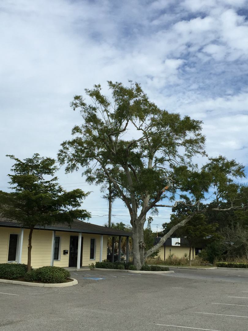 Live oak shading the lawn and parking area of a yellow commercial building