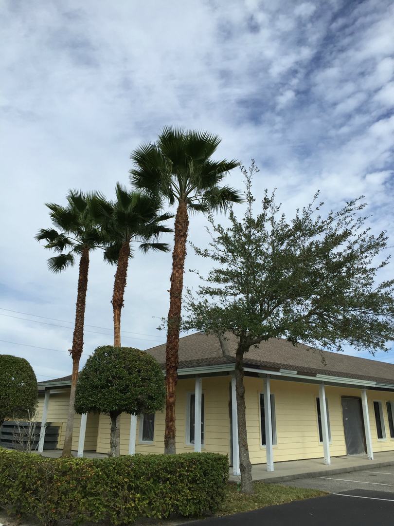 Palms and trimmed hedges fronting a yellow commercial building