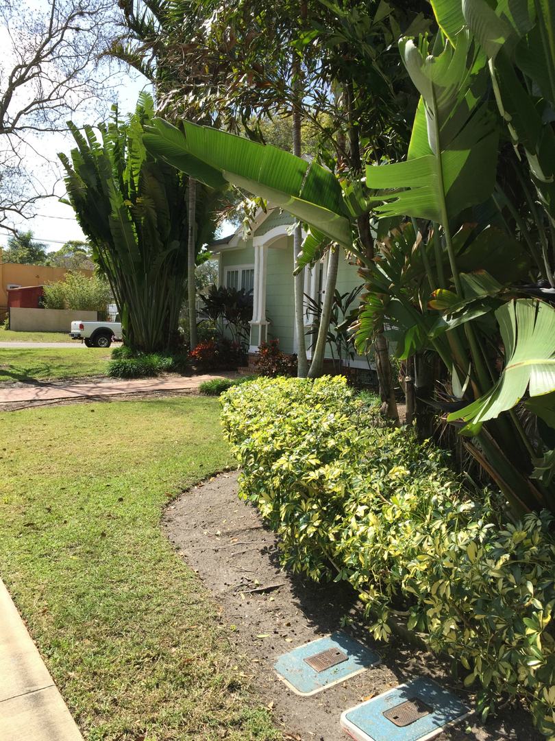 Row of trimmed hedges edging a lawn beside tropical foliage