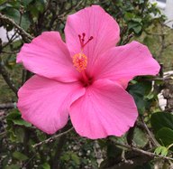 Pink hibiscus bloom in a Florida garden