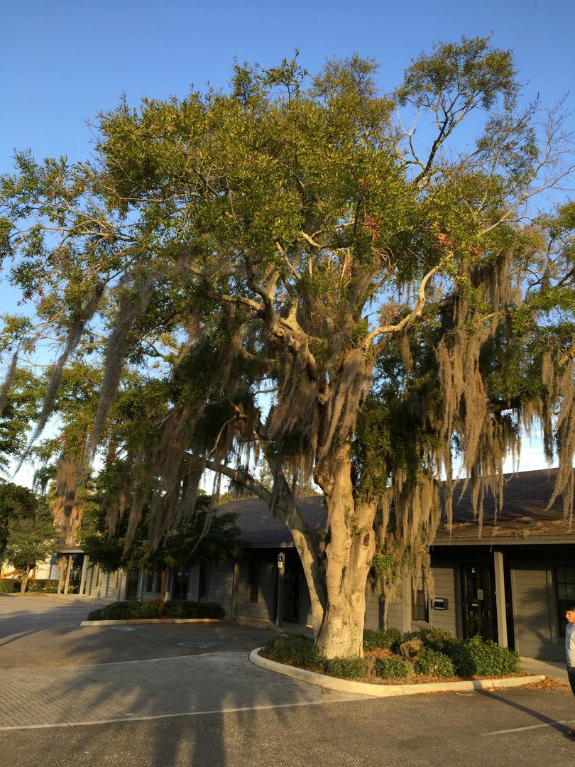 Mature live oaks draped in Spanish moss shading a residential street