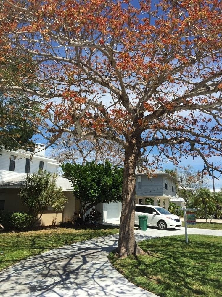 Bare-limbed tree overhanging a driveway before trimming