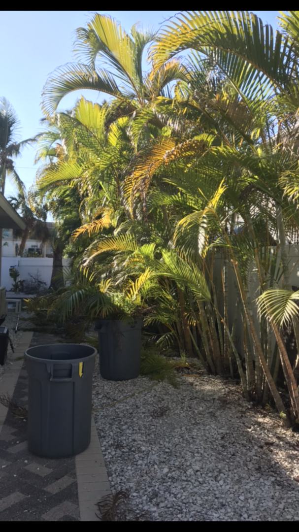 Young palm and screening planting beside a gravel service area