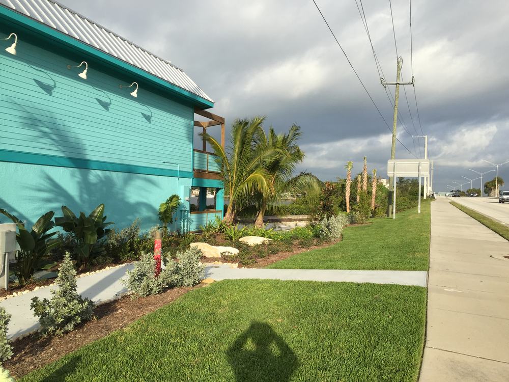 Newly planted bed of young palms and shrubs along the sidewalk of a turquoise coastal home