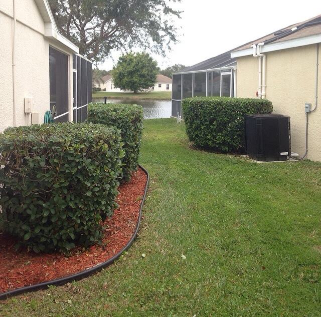 Two neatly trimmed hedges in a fresh mulch bed beside a screened lanai and mowed lawn