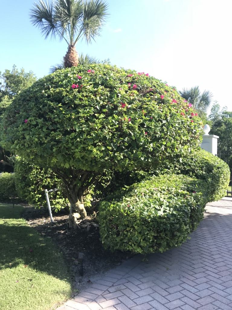 Large flowering shrub clipped into a smooth dome beside a paver driveway, with a low hedge shaped alongside
